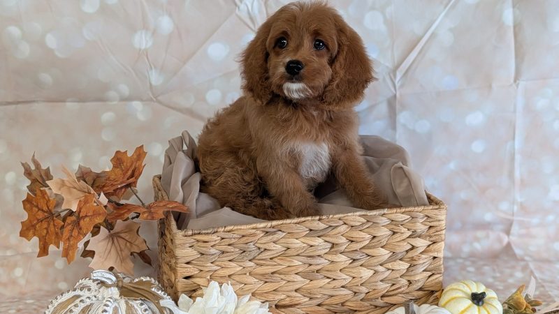 Male red Cavapoo puppy for sale for $1870.00