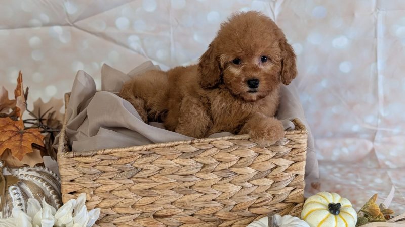 Female red Mini Goldendoodle puppy for sale for $2170.00